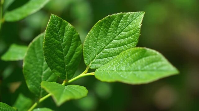 Fresh macro close-up of vibrant green peppermint leaves growing on a mint plant branch in a lush spring garden foliage