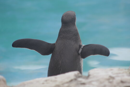 Ping&uuml;ino estirando las aletas en una roca cerca de la costa.