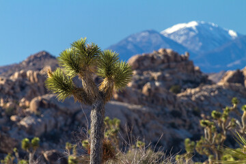 Cholla Cactus Garden Backlit at Joshua Tree NP © pwc