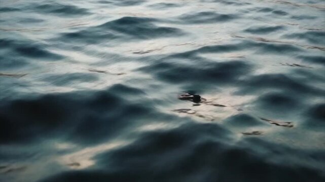 Calm water with slight waves, dark in color, featuring a small dark object floating