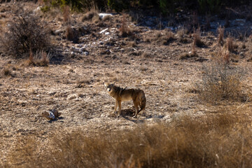 Naklejka premium Coyote of Texas Ranch land