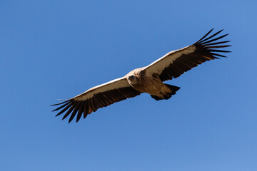 Obraz premium Himalayan Vulture Soaring Over Mountain Valley Nepal