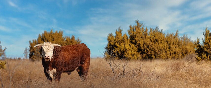 Hereford Bull Texas Ranch Horns