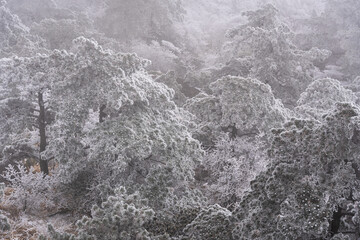 Huangshan, China: Dramatic view of the frozen landscape at the top of the Yellow mountain, Mt Huangshan in China in winter.