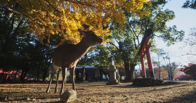 Cute deer chewing in autumn Japanese park with tall, old torii gate nearby