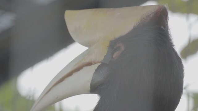Rhinoceros Hornbill Perched on Tree Branch in Tropical Forest S log 3 10bit 422