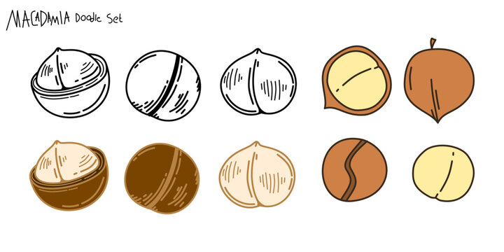 set of macadamia doodle Illustrations. Macadamia nut collection illustration. macadamia illustration. collections of macadamia nuts.