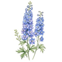 Obraz premium Vibrant Blue Delphinium Flowers Botanical Illustration on White Background.