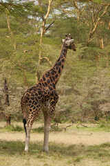 Obraz premium Rothschild Giraffe in the Lake Nakuru National Park , Kenya