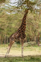 Obraz premium Rothschild Giraffe in the Lake Nakuru National Park , Kenya
