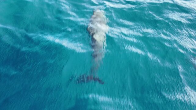 Two dolphins swimming gracefully in the clear blue Caribbean Sea, creating ripples and splashes near the coastline of Martinique, offering a thrilling wildlife observation experience