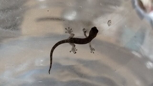 Gecko (Cosymbotus platyurus) in a gallon of water.