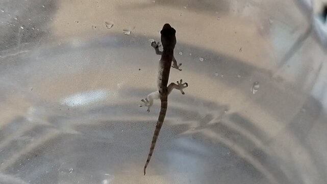 Gecko (Cosymbotus platyurus) in a gallon of water.