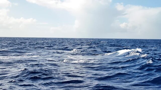 Whale swimming near the surface of the deep blue Atlantic Ocean, off the coast of Martinique in the French Antilles, offering a glimpse of marine wildlife during a travel experience in Caribbean Sea