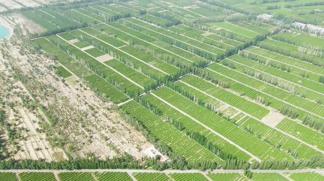 Aerial Vineyard with Organized Rows and Poplar Windbreaks