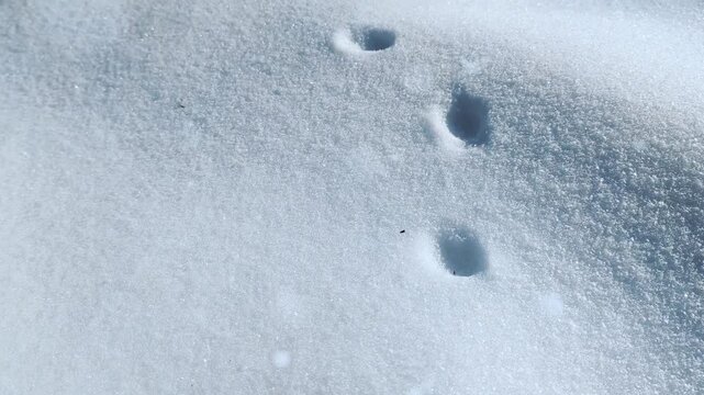 Animal tracks in the snow on a sunny winter day, slow camera movement 4K