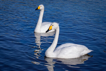 Fototapeta premium swan on the lake