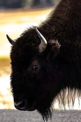 Close-up of Bison head looking at the camera