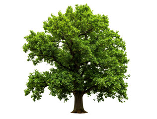 Obraz premium Majestic solitary tree with vibrant green foliage and warm brown trunk against stark black background, symbolizing resilience and natural elegance