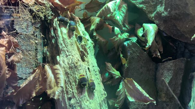 Several sun beetles crawl on a decaying piece of wood and dry autumn leaves inside a glass terrarium, mimicking their natural forest floor habitat in a zoo exhibit.