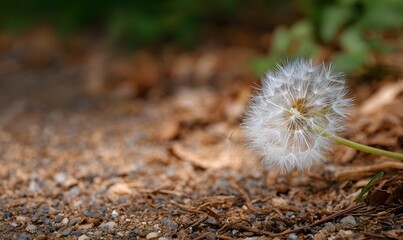 Fototapeta premium a dandelion seed head on forest soil