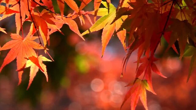 Autumn Maple Leaves Backlit with Golden Sunlight