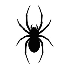 Fototapeta premium A stark silhouette of a black spider with long spindly legs