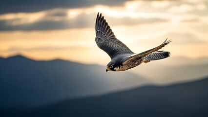Peregrine falcon in flight against sunset mountain landscape
