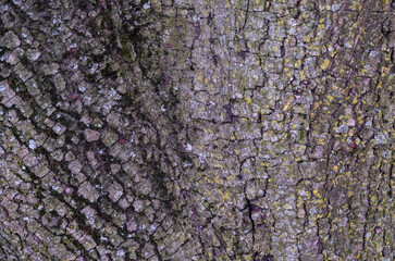 The bark of a tree is covered in moss and has a rough texture