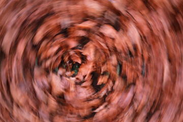 The image is a blurry, circular pattern of leaves