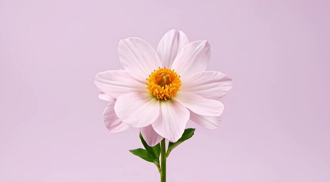 White Daisy Flower With Yellow Center On Soft Pink Background For Floral Stock Photo .commercial stock footage