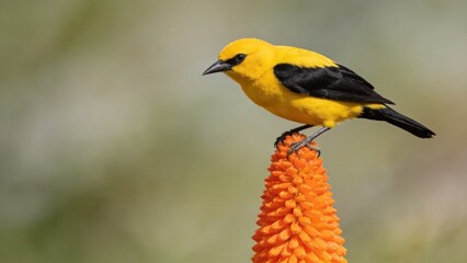 Naklejka premium Bright yellow bird perched on vibrant orange flower in natural habitat,wildlife photography,animal beauty,nature conservation concept with copy space and soft background