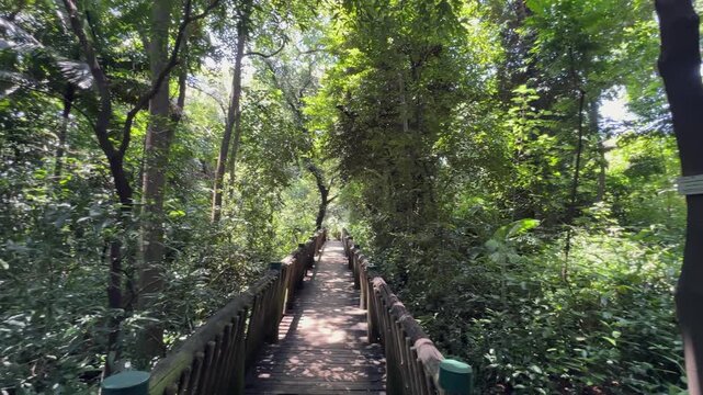 Pan across boardwalk in Lowveld Botanical Garden in South Africa forest