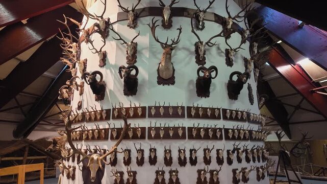 Hunting Exhibition at &Oacute;pusztaszer Heritage Park features a prominent wall displaying mounted trophies, with deer stags, mouflon rams and wild boar, showcasing traditional Hungarian hunting heritage.