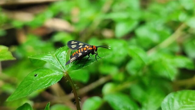 Amata huebneri moth insect resting on leaf, showing distinctive wing patterns and tropical insect beauty in natural environment.