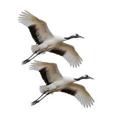 Obraz premium Two cranes flying together in perfect sync isolated on transparent background