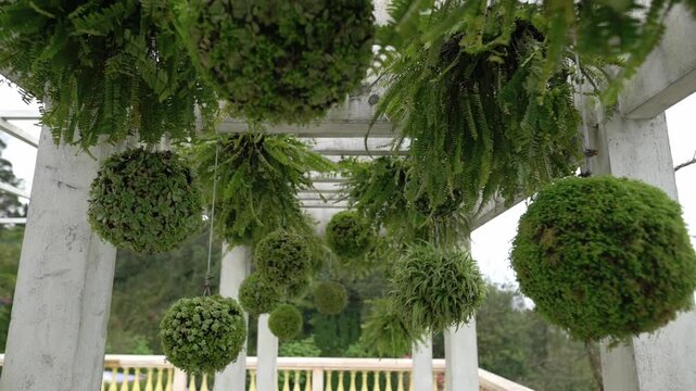 Suspended Moss Spheres Beneath White Pergola, Dense Fern Clusters Creating Layered Green Canopy, Overhead Architectural Posts And Railing, Venue Styling Vibe For Wedding Or Reception, Gentle