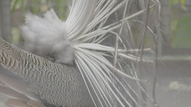 Peacock Displaying Fully Spread Colorful Tail Feathers S log 3 10bit 422
