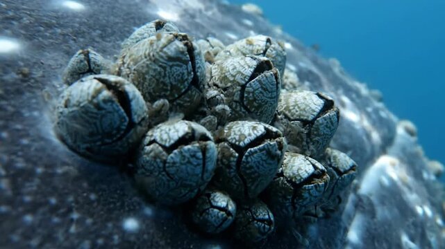 Close-up of barnacles growing on whale skin in deep blue underwater environment.