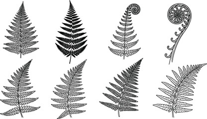 Black and white vector set of fern leaf silhouettes, tropical forest plant fronds, botanical garden greenery icons, and fiddlehead fern swirls. © Faruk Here