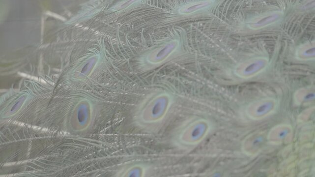 Close Up Detail of Peacock Tail Feathers in Full Display S log 3 10bit 422