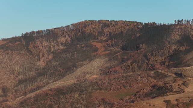 Bushfire wildfire burnt landscape in Australia victorian high country