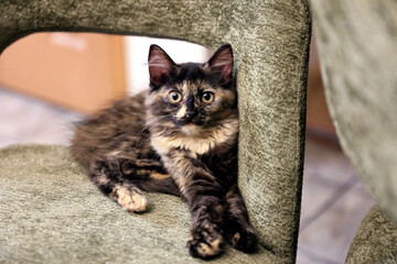 Cute Tortie Kitten Sitting Pretty on Kitchen Chair in Home