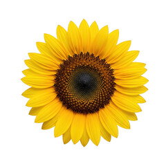 Obraz premium Bright yellow sunflower with dark center, isolated on transparent background