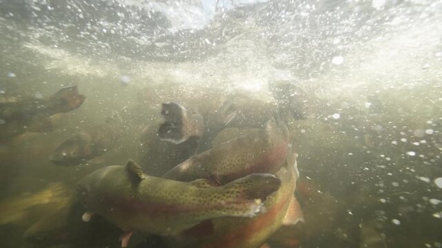 Underwater shot of rainbow trout spawning