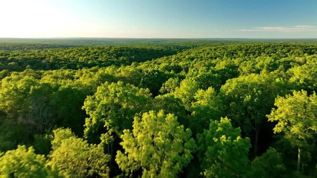 An aerial view captures a sprawling verdant forest covering rolling terrain under a bright blue sky Sunlight illuminates the treetops