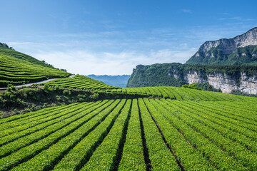 Tea Plantation on Mountain slopes Above Canyon