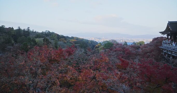 Panning away from Kiyomizu-dera temple to beautiful autumn forest at dusk