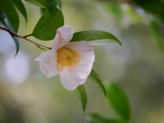 美しい白にピンクの椿