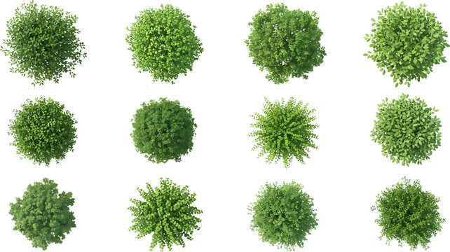 Top-down view of various green bushes and small trees on white background, isolated